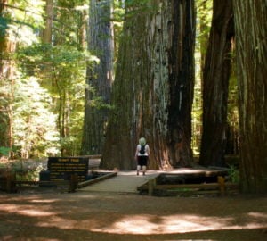 Across a footpath in the distance, a hiker stands before Giant Tree, looking upwards.