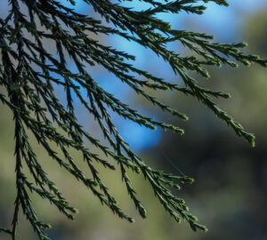 Close up of giant sequoia leaves