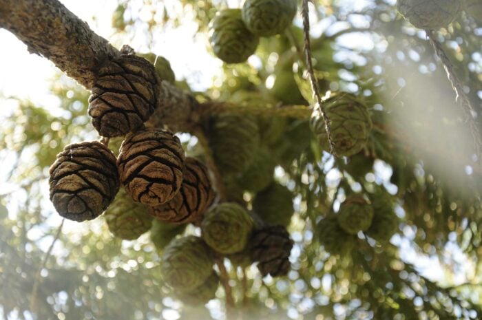 Giant sequoia seed cones hang from a branch