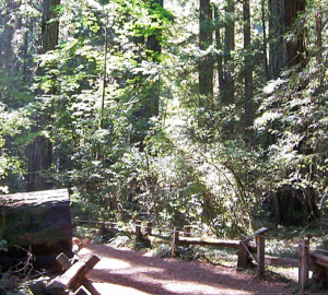 Armstrong Redwoods