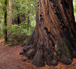 Big Basin