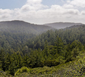 Butano State Park. Photo by Miguel Vieira, Flickr Creative Commons