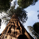 Calaveras Big Trees State Park. Photo by Julie Martin