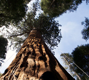 Calaveras Big Trees State Park. Photo by Julie Martin