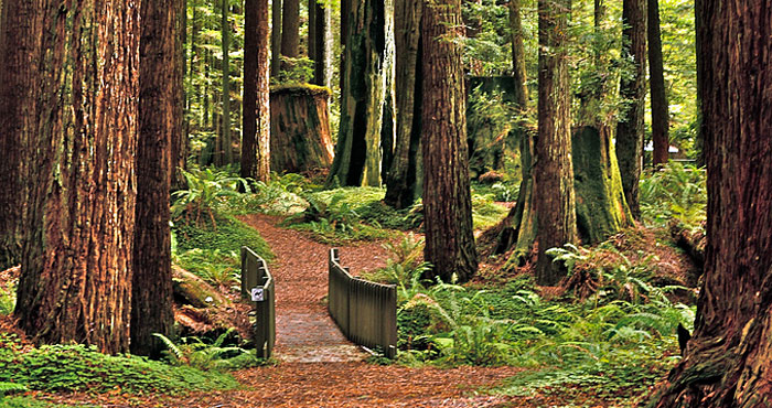 Del Norte Coast Redwoods State Park Save the Redwoods League