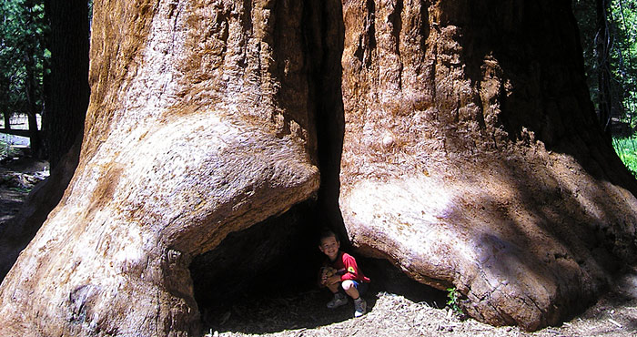 Sequoia National Park Location