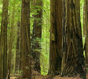 Grizzly Creek Redwoods State Park is among the parks on the closure list that we need your help to keep open for all to enjoy. Photo by pellaea, Flickr Creative Commons