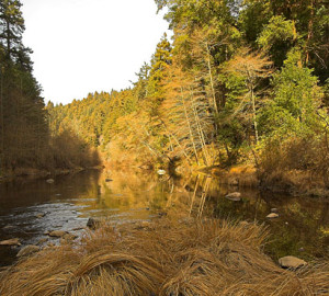 Henry Cowell Redwoods State Park offers recreation among a diverse landscape of beautiful forests, meadows and lush stream canyons. Photo by Jim Bahn, Flickr Creative Commons.