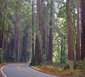 Photo by Save the Redwoods League