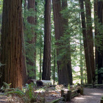 A path on the right leads through a forest of ancient redwoods.