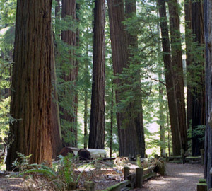 A path on the right leads through a forest of ancient redwoods.