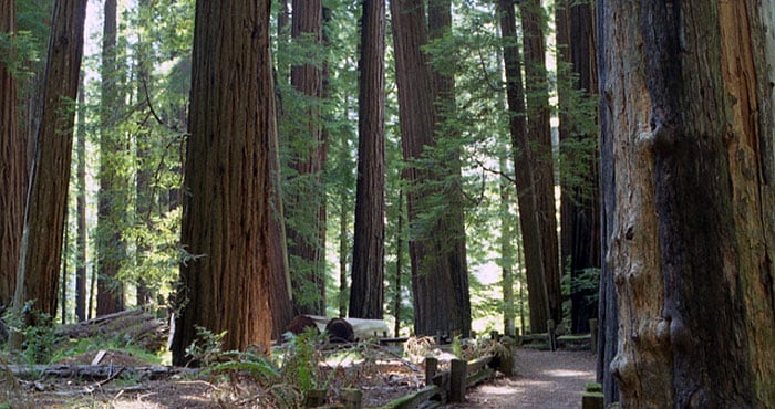 A path on the right leads through a forest of ancient redwoods.