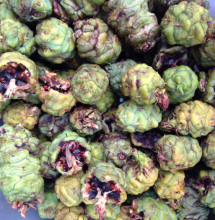 Green redwood cones abound on the forest floor this fall.