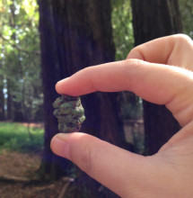 Redwood seeds hidden within this green cone won’t join the forest seed bank because the cone fell off the tree too soon.