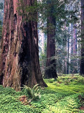 Redwood Grove