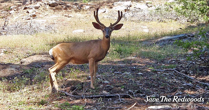 Deer and other large mammals live in the forest.