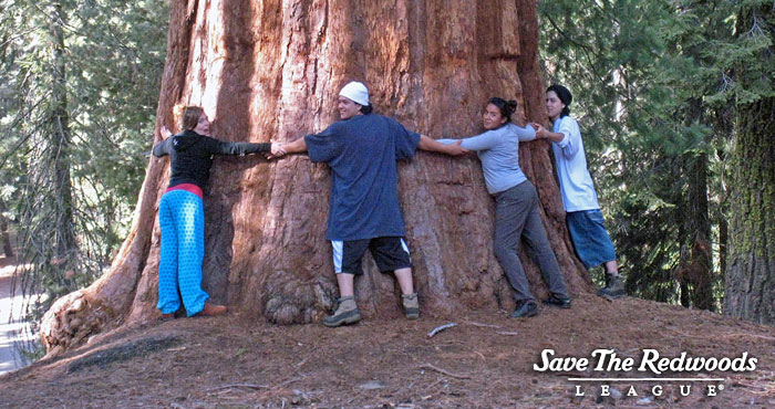 sequoia tree height