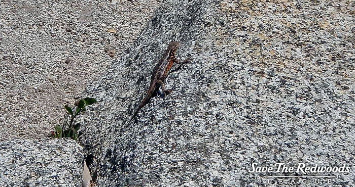 Lizards sun themselves on nearby rocks.