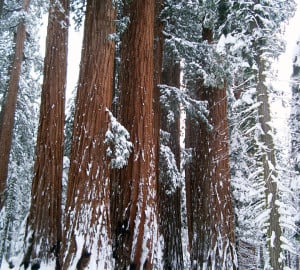 A typical giant sequoia grove.
