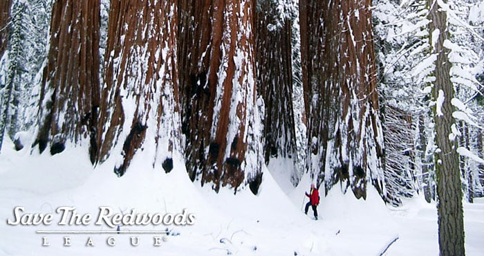 A pretty typical giant sequoia grove.