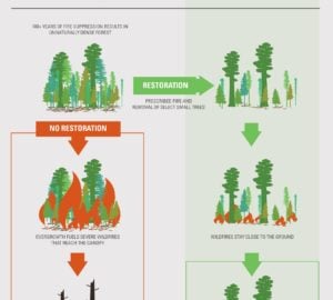 giant sequoia infographic