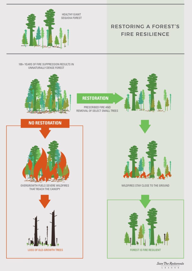 giant sequoia infographic