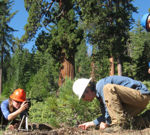 Field crew sampling young and old sequoias in a Bearskin Grove canopy gap. Photo by Marc D. Meyer