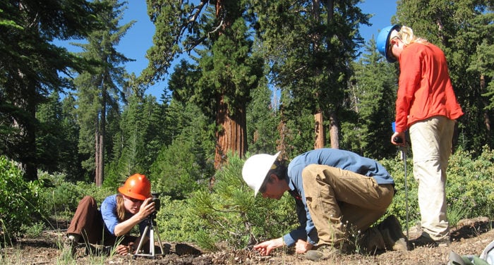 Field crew sampling young and old sequoias  in a Bearskin Grove canopy gap. Photo by Marc D. Meyer