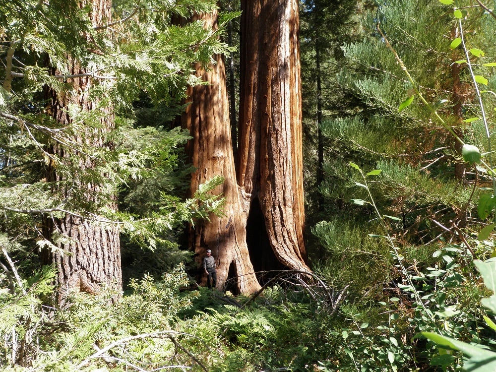 Giant Sequoia National Monument is home to some of the Earth’s largest trees.