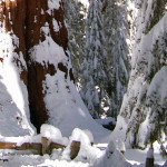 General Sherman Tree