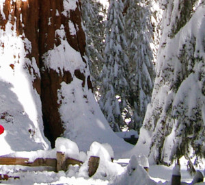 General Sherman Tree