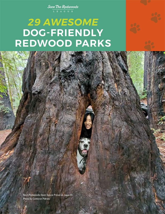 Free Dog-Friendly Redwood Parks Guide
