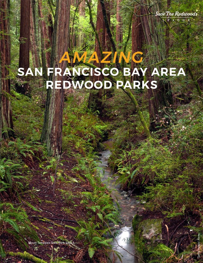 Amazing San Francisco Bay Area Redwood Parks