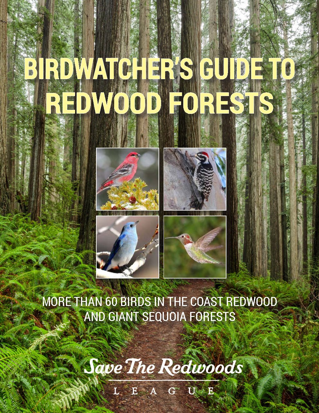 Free Birdwatching in the Redwoods Guide