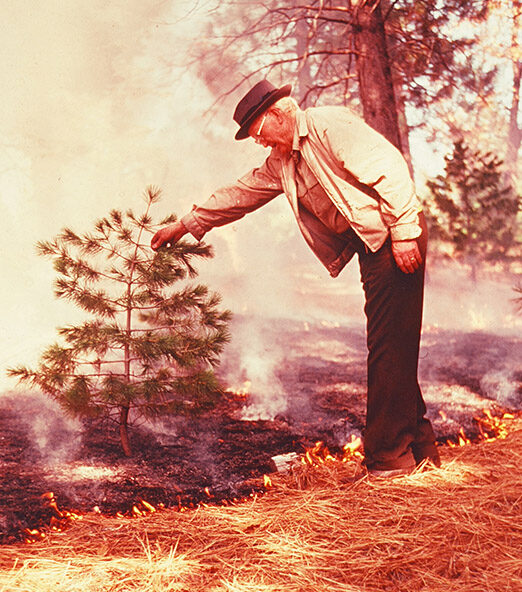 A sepia photo shows a man in a pork pie hat bending to inspect a small conifer while fire burns at his feet.
