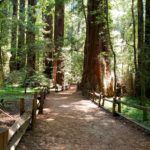 Redwood Grove Loop trail at Henry Cowell Redwoods SP