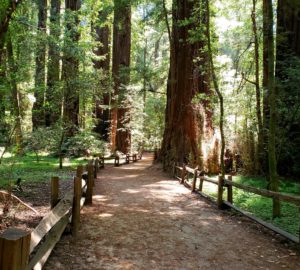 Redwood Grove Loop trail at Henry Cowell Redwoods SP