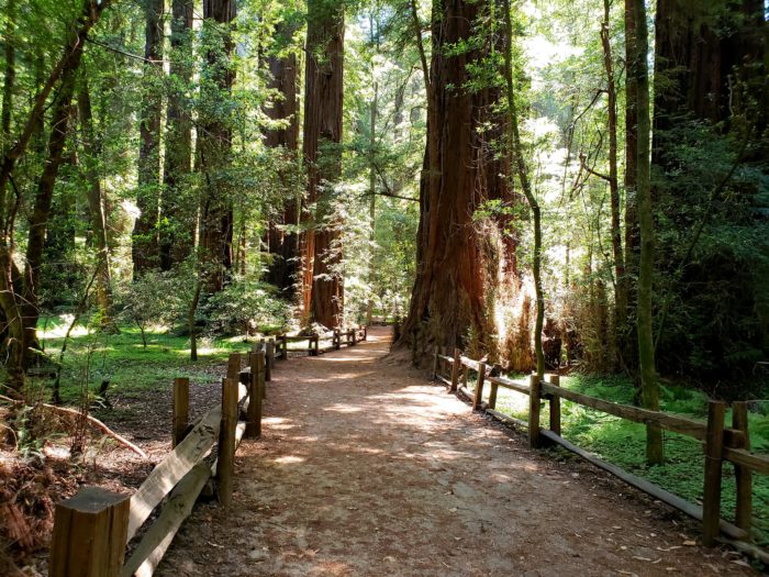 Henry Cowell Redwoods SP