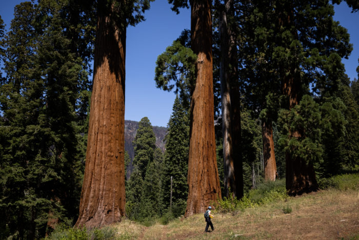 healthy giant sequoia lder creek