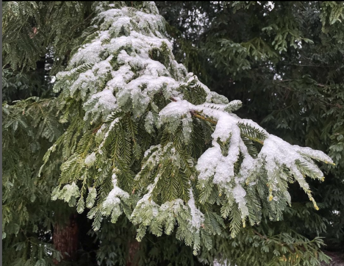 henry cowell snow