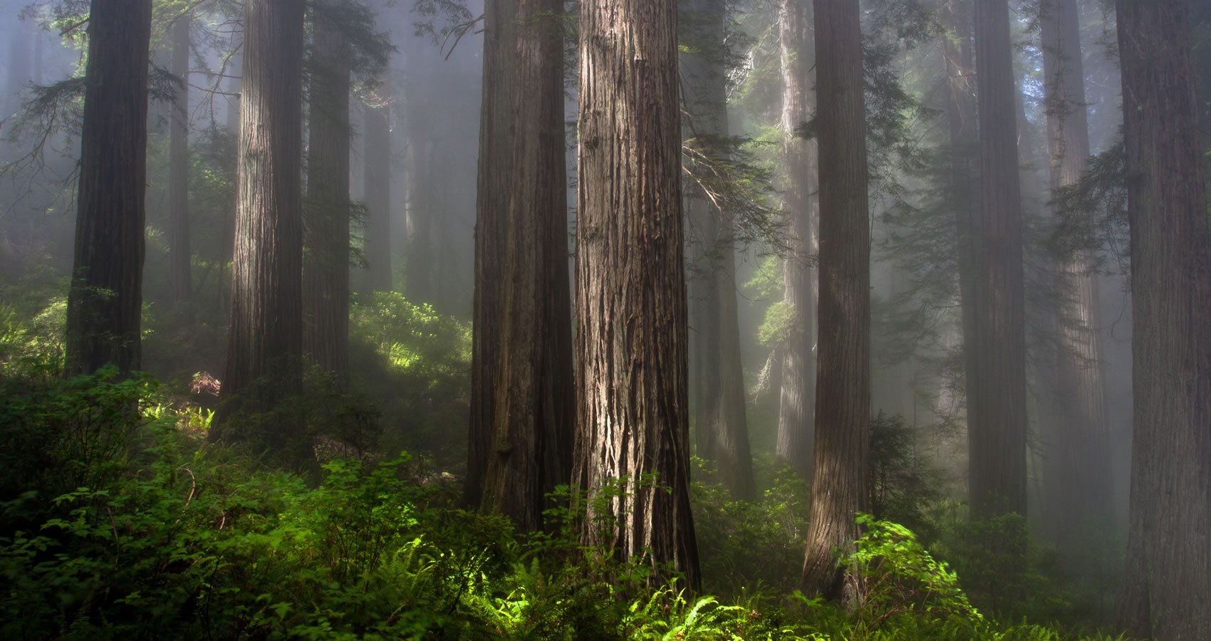 About Redwoods Save the Redwoods League