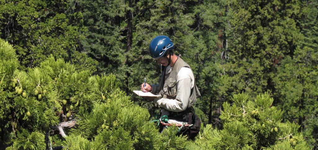 RCCI researcher collecting data. Photo by Steve Sillett.