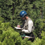 RCCI researcher collecting data. Photo by Steve Sillett.