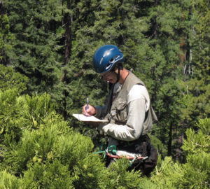 RCCI researcher collecting data. Photo by Steve Sillett.