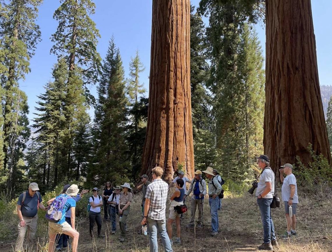 Visit to Alder Creek, Redwood Hike Series 2021