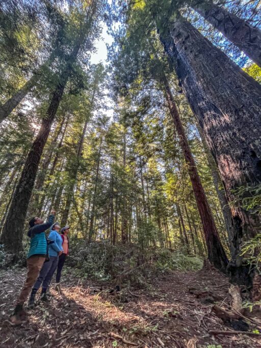 Group of people at a redwood forest