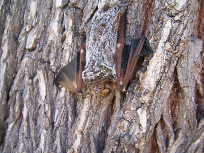 A bat with dark leathery wings and thick brown fur tipped with white hangs upside down and blends into the bark of a tree