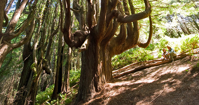 Candelabra Trees on the Shady Dell property. Photo by Paolo Vescia