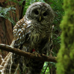 Owl in Muir Woods. Photo by Scott Wright, winner of 1st place in the 2013 Know Wonder Online Photo Contest