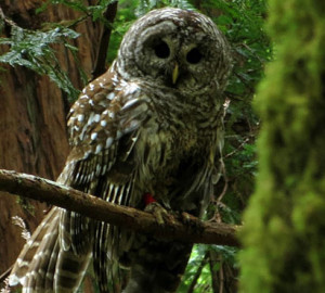 Owl in Muir Woods. Photo by Scott Wright, winner of 1st place in the 2013 Know Wonder Online Photo Contest